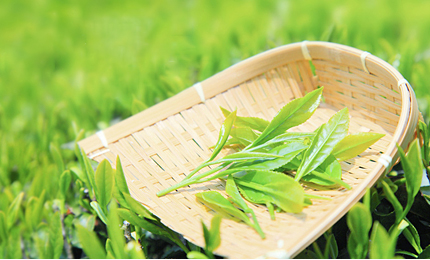 # 豫药王：扎根叶县十七载，做中原百姓身边靠谱的健康管家